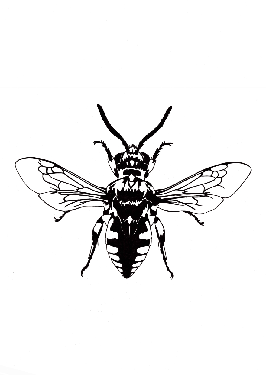 Bee 2 | Ink Drawing by Debbie New