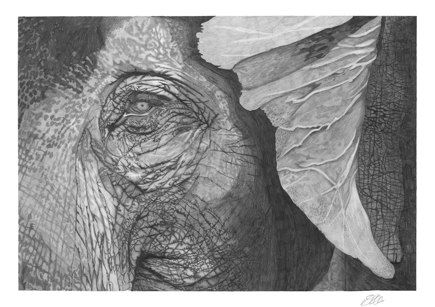 Elephant | Pencil Drawing by Debbie New