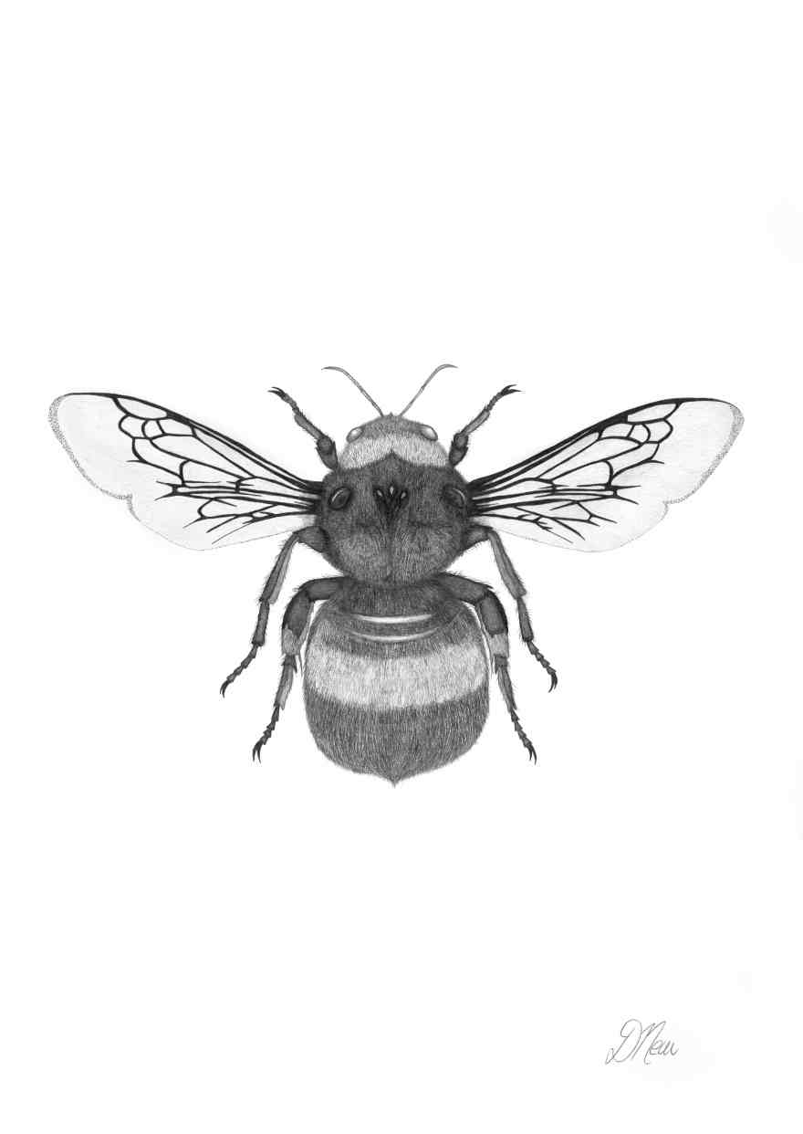 Bumble Bee | Pencil Drawing by Debbie New